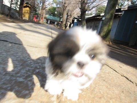 シーズーこいぬシー・ズー子犬かわいいシーズー画像Shih Tzuシー・ズー性格シーズーフントヒュッテ東京子犬こいぬかわいいシーズーのいるお店文京区hundehutte関東123.jpg