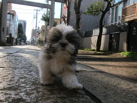 シーズーこいぬシー・ズー子犬かわいいシーズー画像Shih Tzuシー・ズー性格シーズーフントヒュッテ東京子犬こいぬかわいいシーズーのいるお店文京区hundehutte関東124.jpg