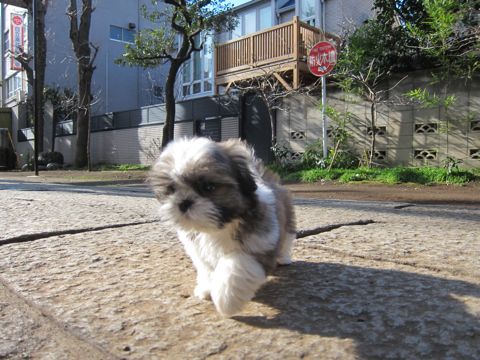 シーズーこいぬシー・ズー子犬かわいいシーズー画像Shih Tzuシー・ズー性格シーズーフントヒュッテ東京子犬こいぬかわいいシーズーのいるお店文京区hundehutte関東125.jpg