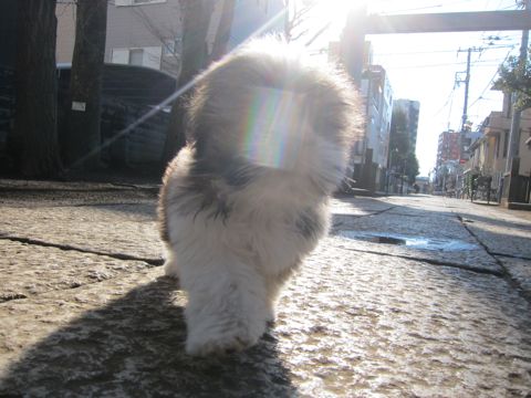 シーズーこいぬシー・ズー子犬かわいいシーズー画像Shih Tzuシー・ズー性格シーズーフントヒュッテ東京子犬こいぬかわいいシーズーのいるお店文京区hundehutte関東127.jpg