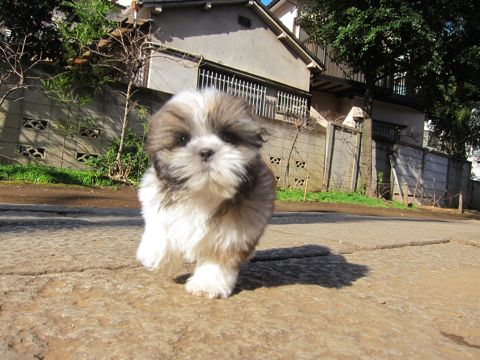 シーズーこいぬシー・ズー子犬かわいいシーズー画像Shih Tzuシー・ズー性格シーズーフントヒュッテ東京子犬こいぬかわいいシーズーのいるお店文京区hundehutte関東128.jpg