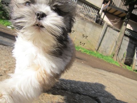 シーズーこいぬシー・ズー子犬かわいいシーズー画像Shih Tzuシー・ズー性格シーズーフントヒュッテ東京子犬こいぬかわいいシーズーのいるお店文京区hundehutte関東129.jpg