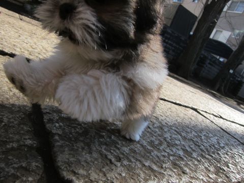 シーズーこいぬシー・ズー子犬かわいいシーズー画像Shih Tzuシー・ズー性格シーズーフントヒュッテ東京子犬こいぬかわいいシーズーのいるお店文京区hundehutte関東130.jpg