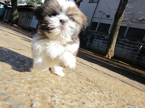 シーズーこいぬシー・ズー子犬かわいいシーズー画像Shih Tzuシー・ズー性格シーズーフントヒュッテ東京子犬こいぬかわいいシーズーのいるお店文京区hundehutte関東131.jpg