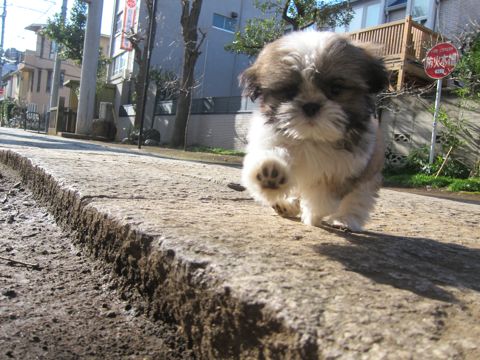 シーズーこいぬシー・ズー子犬かわいいシーズー画像Shih Tzuシー・ズー性格シーズーフントヒュッテ東京子犬こいぬかわいいシーズーのいるお店文京区hundehutte関東132.jpg