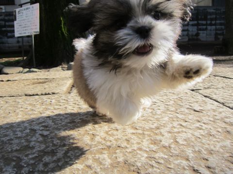 シーズーこいぬシー・ズー子犬かわいいシーズー画像Shih Tzuシー・ズー性格シーズーフントヒュッテ東京子犬こいぬかわいいシーズーのいるお店文京区hundehutte関東133.jpg