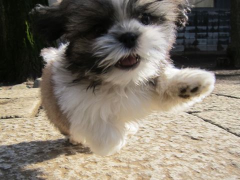 シーズーこいぬシー・ズー子犬かわいいシーズー画像Shih Tzuシー・ズー性格シーズーフントヒュッテ東京子犬こいぬかわいいシーズーのいるお店文京区hundehutte関東134.jpg
