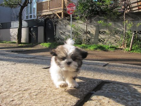 シーズーこいぬシー・ズー子犬かわいいシーズー画像Shih Tzuシー・ズー性格シーズーフントヒュッテ東京子犬こいぬかわいいシーズーのいるお店文京区hundehutte関東135.jpg
