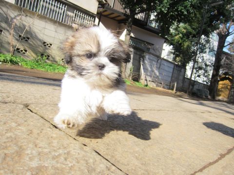 シーズーこいぬシー・ズー子犬かわいいシーズー画像Shih Tzuシー・ズー性格シーズーフントヒュッテ東京子犬こいぬかわいいシーズーのいるお店文京区hundehutte関東136.jpg
