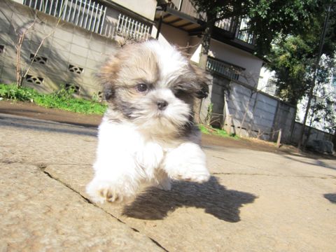 シーズーこいぬシー・ズー子犬かわいいシーズー画像Shih Tzuシー・ズー性格シーズーフントヒュッテ東京子犬こいぬかわいいシーズーのいるお店文京区hundehutte関東137.jpg
