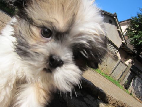 シーズーこいぬシー・ズー子犬かわいいシーズー画像Shih Tzuシー・ズー性格シーズーフントヒュッテ東京子犬こいぬかわいいシーズーのいるお店文京区hundehutte関東138.jpg