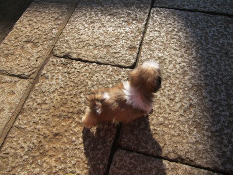 シーズーこいぬシー・ズー子犬かわいいシーズー画像Shih Tzuシー・ズー性格シーズーフントヒュッテ東京子犬こいぬかわいいシーズーのいるお店文京区hundehutte関東139.jpg