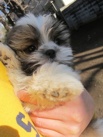 シーズーこいぬシー・ズー子犬かわいいシーズー画像Shih Tzuシー・ズー性格シーズーフントヒュッテ東京子犬こいぬかわいいシーズーのいるお店文京区hundehutte関東140.jpg