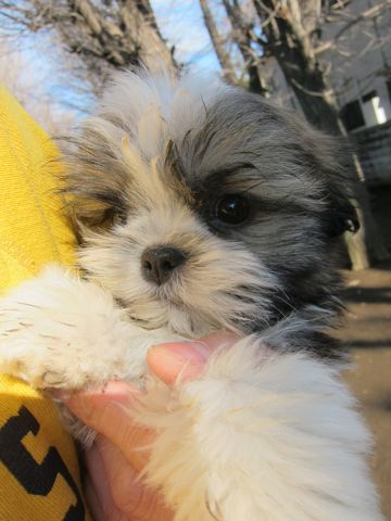 シーズーこいぬシー・ズー子犬かわいいシーズー画像Shih Tzuシー・ズー性格シーズーフントヒュッテ東京子犬こいぬかわいいシーズーのいるお店文京区hundehutte関東141.jpg