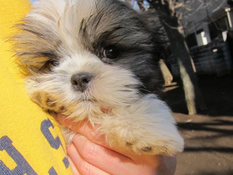 シーズーこいぬシー・ズー子犬かわいいシーズー画像Shih Tzuシー・ズー性格シーズーフントヒュッテ東京子犬こいぬかわいいシーズーのいるお店文京区hundehutte関東142.jpg