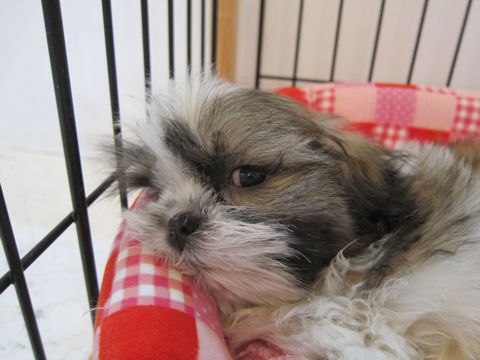 シーズーこいぬシー・ズー子犬かわいいシーズー画像Shih Tzuシー・ズー性格シーズーフントヒュッテ東京子犬こいぬかわいいシーズーのいるお店文京区hundehutte関東144.jpg