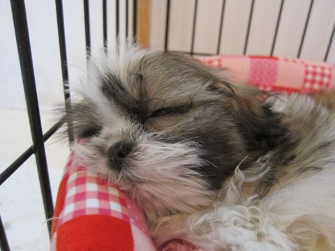 シーズーこいぬシー・ズー子犬かわいいシーズー画像Shih Tzuシー・ズー性格シーズーフントヒュッテ東京子犬こいぬかわいいシーズーのいるお店文京区hundehutte関東145.jpg