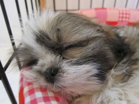シーズーこいぬシー・ズー子犬かわいいシーズー画像Shih Tzuシー・ズー性格シーズーフントヒュッテ東京子犬こいぬかわいいシーズーのいるお店文京区hundehutte関東146.jpg