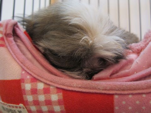 シーズーこいぬシー・ズー子犬かわいいシーズー画像Shih Tzuシー・ズー性格シーズーフントヒュッテ東京子犬こいぬかわいいシーズーのいるお店文京区hundehutte関東147.jpg