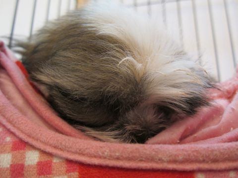 シーズーこいぬシー・ズー子犬かわいいシーズー画像Shih Tzuシー・ズー性格シーズーフントヒュッテ東京子犬こいぬかわいいシーズーのいるお店文京区hundehutte関東148.jpg