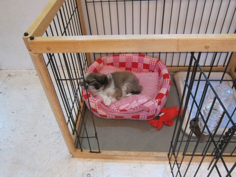 シーズーこいぬシー・ズー子犬かわいいシーズー画像Shih Tzuシー・ズー性格シーズーフントヒュッテ東京子犬こいぬかわいいシーズーのいるお店文京区hundehutte関東143.jpg