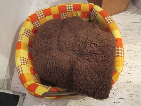 シーズーこいぬシー・ズー子犬かわいいシーズー画像Shih Tzuシー・ズー性格シーズーフントヒュッテ東京子犬こいぬかわいいシーズーのいるお店文京区hundehutte関東149.jpg