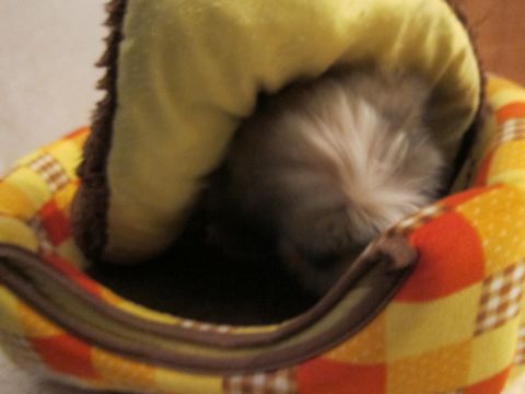 シーズーこいぬシー・ズー子犬かわいいシーズー画像Shih Tzuシー・ズー性格シーズーフントヒュッテ東京子犬こいぬかわいいシーズーのいるお店文京区hundehutte関東150.jpg