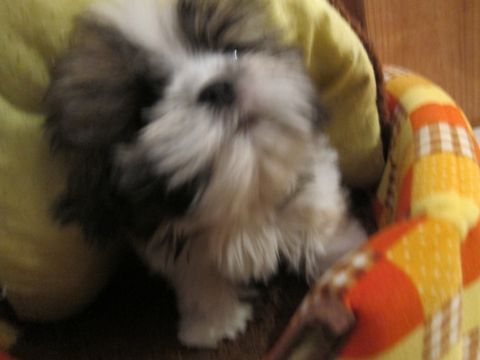 シーズーこいぬシー・ズー子犬かわいいシーズー画像Shih Tzuシー・ズー性格シーズーフントヒュッテ東京子犬こいぬかわいいシーズーのいるお店文京区hundehutte関東151.jpg