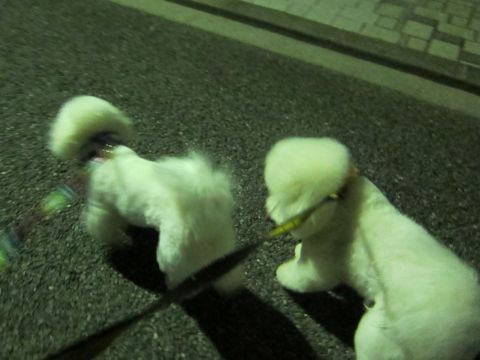 ホテル犬おあずかりペットホテル文京区フントヒュッテビションフリーゼ東京トリミングサロン関東ビションフリーゼ画像ビションフリーゼペットホテル料金表53.jpg