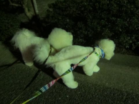 ホテル犬おあずかりペットホテル文京区フントヒュッテビションフリーゼ東京トリミングサロン関東ビションフリーゼ画像ビションフリーゼペットホテル料金表55.jpg