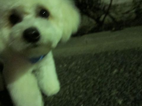 ホテル犬おあずかりペットホテル文京区フントヒュッテビションフリーゼ東京トリミングサロン関東ビションフリーゼ画像ビションフリーゼペットホテル料金表56.jpg
