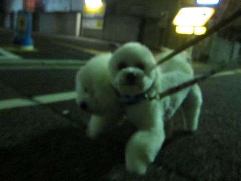ホテル犬おあずかりペットホテル文京区フントヒュッテビションフリーゼ東京トリミングサロン関東ビションフリーゼ画像ビションフリーゼペットホテル料金表62.jpg