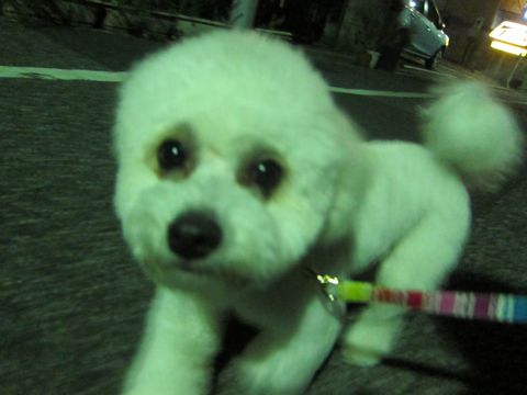 ホテル犬おあずかりペットホテル文京区フントヒュッテビションフリーゼ東京トリミングサロン関東ビションフリーゼ画像ビションフリーゼペットホテル料金表63.jpg