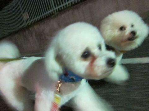 ホテル犬おあずかりペットホテル文京区フントヒュッテビションフリーゼ東京トリミングサロン関東ビションフリーゼ画像ビションフリーゼペットホテル料金表64.jpg