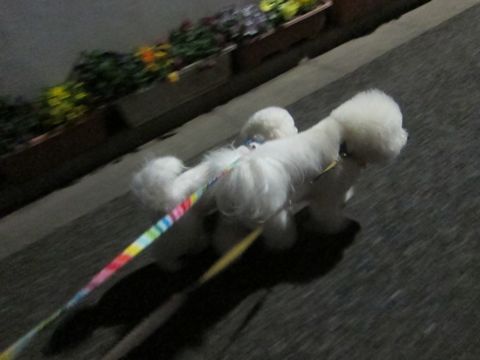 ホテル犬おあずかりペットホテル文京区フントヒュッテビションフリーゼ東京トリミングサロン関東ビションフリーゼ画像ビションフリーゼペットホテル料金表65.jpg
