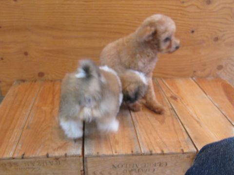 シーズーこいぬシー・ズー子犬かわいいシーズー画像Shih Tzuシー・ズー性格シーズーフントヒュッテ東京子犬こいぬかわいいシーズーのいるお店文京区hundehutte関東161.jpg