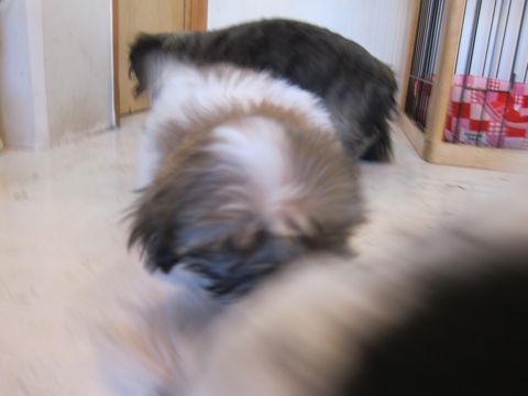 シーズーこいぬシー・ズー子犬かわいいシーズー画像Shih Tzuシー・ズー性格シーズーフントヒュッテ東京子犬こいぬかわいいシーズーのいるお店文京区hundehutte関東162.jpg