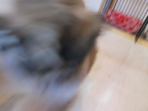 シーズーこいぬシー・ズー子犬かわいいシーズー画像Shih Tzuシー・ズー性格シーズーフントヒュッテ東京子犬こいぬかわいいシーズーのいるお店文京区hundehutte関東163.jpg