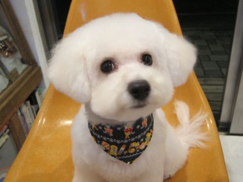 ビションフリーゼ駒込トリミング東京フントヒュッテ文京区かわいいビションフリーゼ画像ビションフリーゼこいぬのシャンプー時期子犬ビションベアカット1.jpg