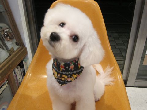 ビションフリーゼ駒込トリミング東京フントヒュッテ文京区かわいいビションフリーゼ画像ビションフリーゼこいぬのシャンプー時期子犬ビションベアカット2.jpg