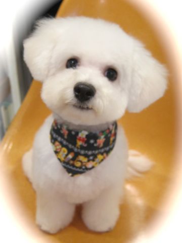 ビションフリーゼ駒込トリミング東京フントヒュッテ文京区かわいいビションフリーゼ画像ビションフリーゼこいぬのシャンプー時期子犬ビションベアカット3.jpg