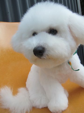 ӥե꡼եȥҥåҸ̤襤ӥե꡼Τ뤪Źʸڥåȥhundehutteȥߥ󥰥ӥBichon Friseե󥹤θ򤤸329.jpg