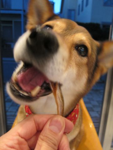 オーシーファーム愛犬愛猫用スナック北海道100%北海道素材のみ無添加手作り犬おやつあらびきビーフ国内漁港水揚げの原料使用とびうおハタハタフントヒュッテ愛犬のガム27.jpg