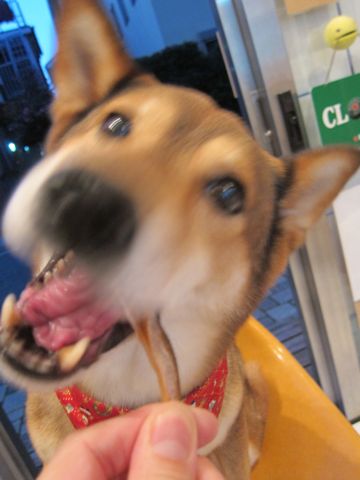 オーシーファーム愛犬愛猫用スナック北海道100%北海道素材のみ無添加手作り犬おやつあらびきビーフ国内漁港水揚げの原料使用とびうおハタハタフントヒュッテ愛犬のガム28.jpg