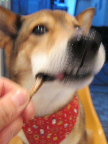 オーシーファーム愛犬愛猫用スナック北海道100%北海道素材のみ無添加手作り犬おやつあらびきビーフ国内漁港水揚げの原料使用とびうおハタハタフントヒュッテ愛犬のガム30.jpg