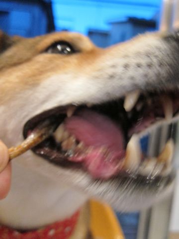 オーシーファーム愛犬愛猫用スナック北海道100%北海道素材のみ無添加手作り犬おやつあらびきビーフ国内漁港水揚げの原料使用とびうおハタハタフントヒュッテ愛犬のガム32.jpg