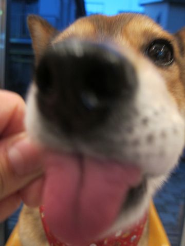 オーシーファーム愛犬愛猫用スナック北海道100%北海道素材のみ無添加手作り犬おやつあらびきビーフ国内漁港水揚げの原料使用とびうおハタハタフントヒュッテ愛犬のガム33.jpg