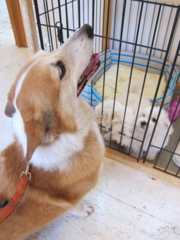 ビションフリーゼフントヒュッテ東京かわいいビション子犬関東こいぬ文京区ビションフリーゼ画像ビションフリーゼおんなのこメス子犬生まれてる都内Bichon Frise 156.jpg