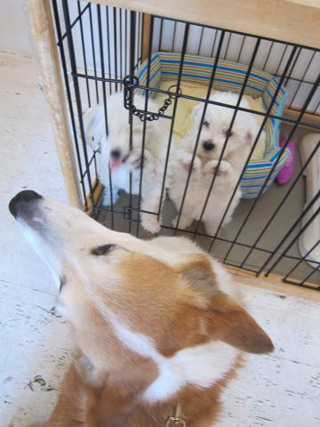 ビションフリーゼフントヒュッテ東京かわいいビション子犬関東こいぬ文京区ビションフリーゼ画像ビションフリーゼおんなのこメス子犬生まれてる都内Bichon Frise 158.jpg