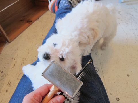 ビションフリーゼフントヒュッテ東京かわいいビション子犬関東こいぬ文京区ビションフリーゼ画像ビションフリーゼおんなのこメス子犬生まれてる都内Bichon Frise 191.jpg